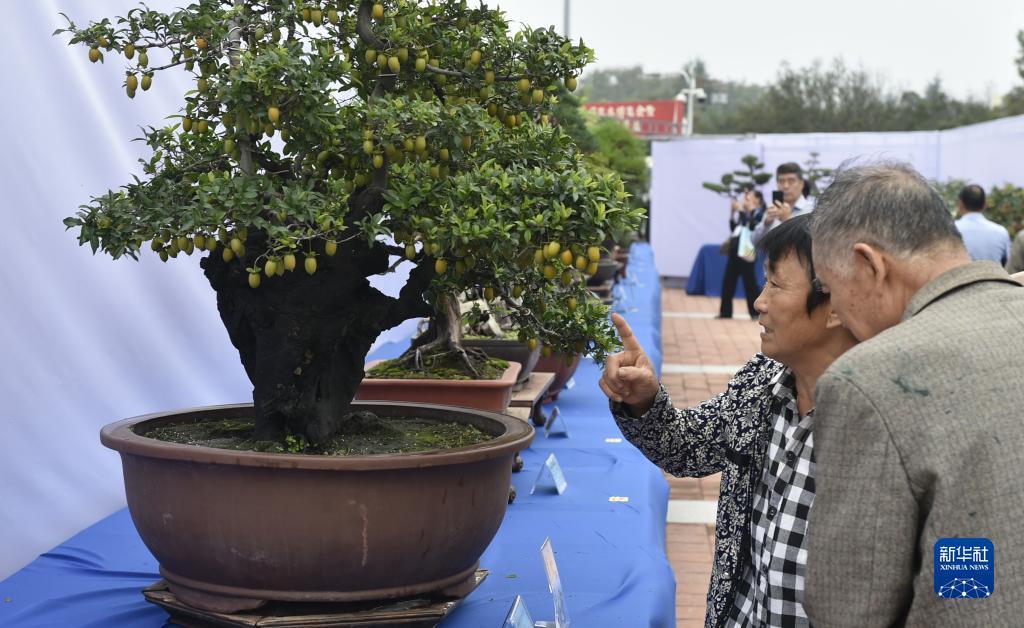 jj捕鱼